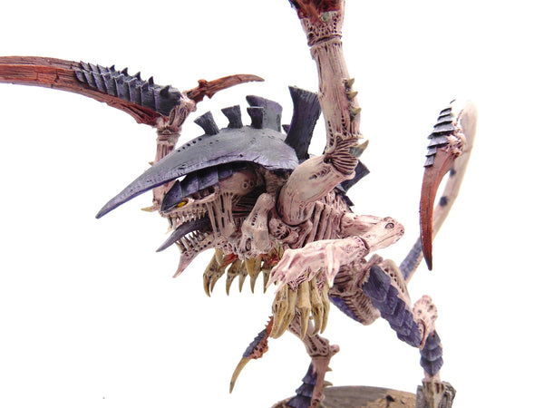Dimachaeron