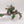 Defiler