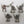 Space Marine Scouts