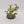 Chaos Spawn