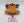 Devilfish