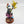 Shroomancer