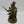Plague Champion Gangrus