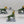 Dragon Ogres