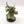 Plague Marine Champion