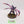 Screamer Killer