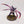 Screamer Killer