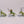 Dragon Ogres