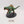 Carnosaur / Troglodon