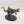 Carnosaur / Troglodon