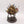 Slann Starmaster