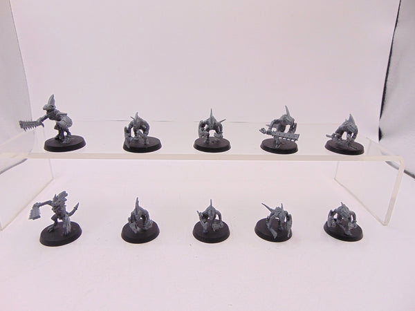 Skinks