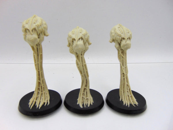 Meiotic Spores
