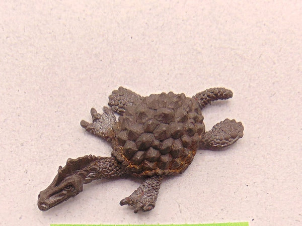 C29 turtle