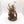 The Glottkin