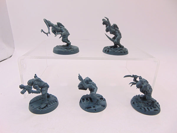 Acolyte Hybrids