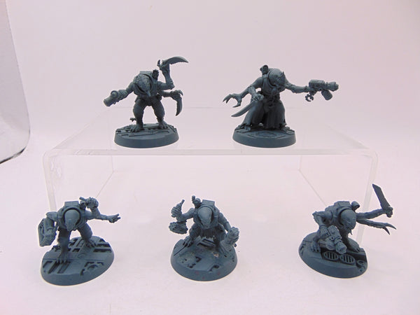 Acolyte Hybrids