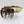 Canoptek Spyder