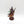 Archon