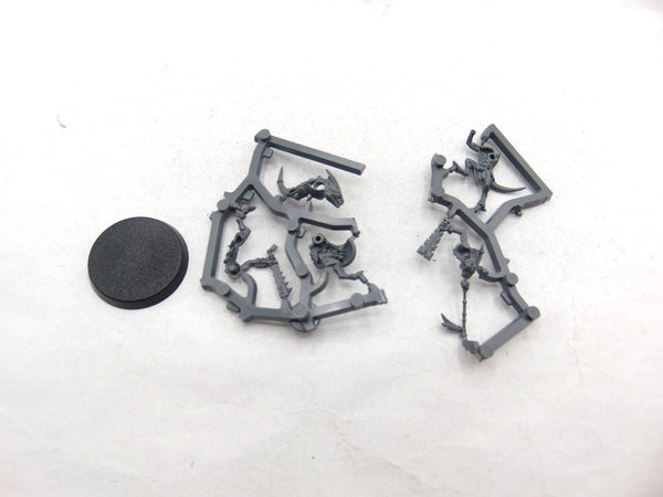 Skinks Tok & Xepic