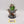 Slann Starmaster
