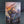 White Dwarf Issue December 2019