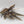 Heldrake