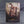 White Dwarf Issue 325