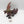 Stardrake