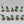 Chainrasp Horde