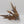Heldrake