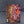 White Dwarf Weekly Issue 123